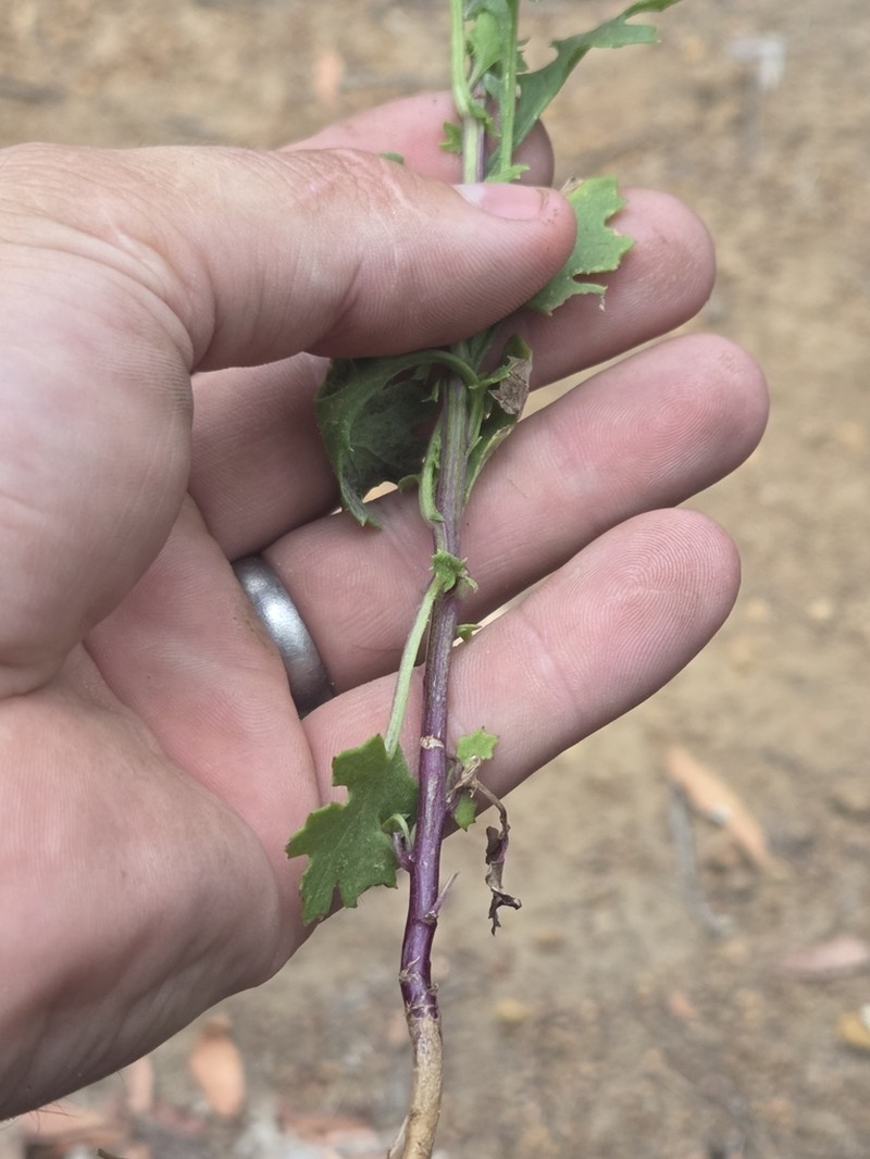 Senecio leucoglossus photo 4