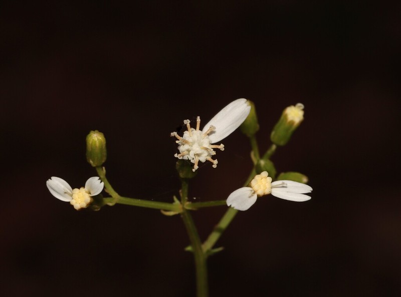 Senecio leucoglossus photo 5