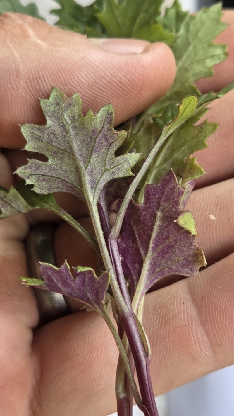 Senecio leucoglossus photo 6