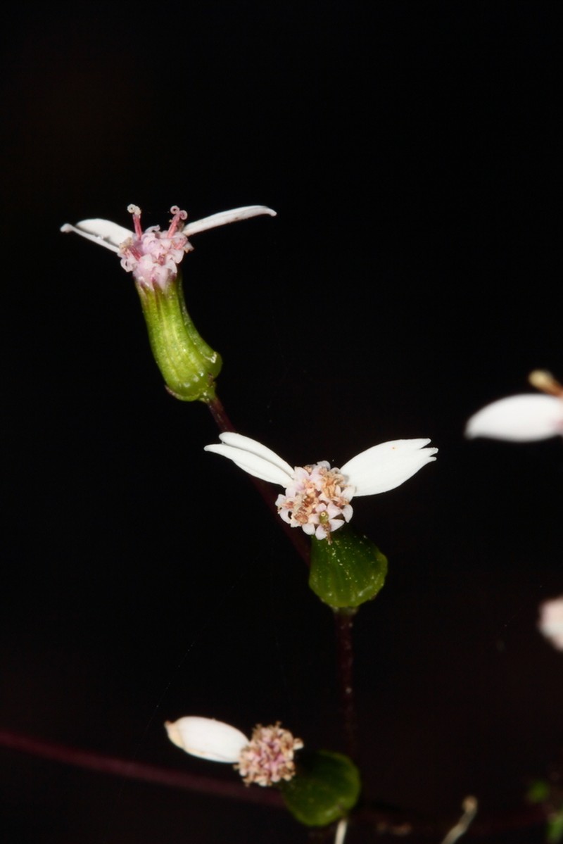 Senecio leucoglossus photo 7