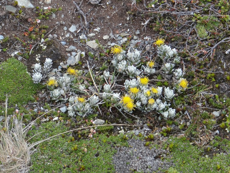 Senecio leucomallus photo 2