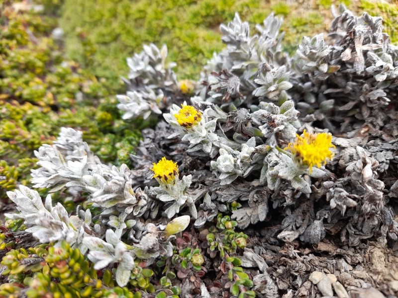 Senecio leucomallus photo 3