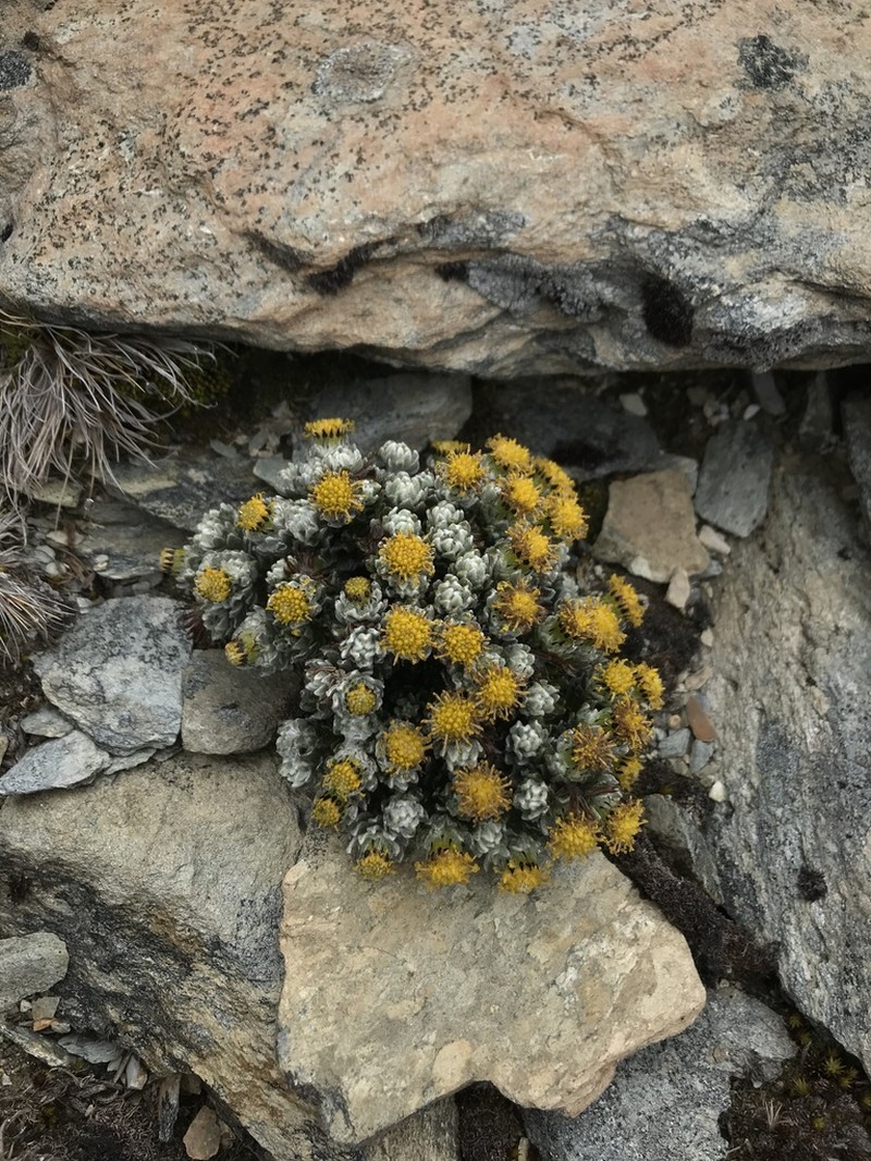 Senecio leucomallus photo 4
