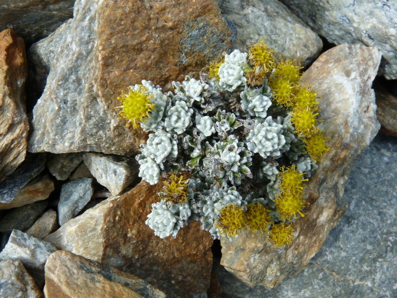Senecio leucomallus photo 5
