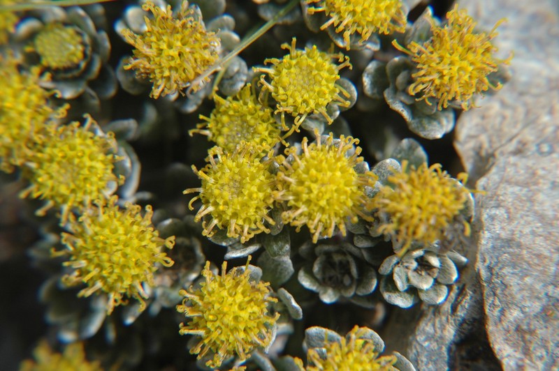 Senecio leucomallus photo 6