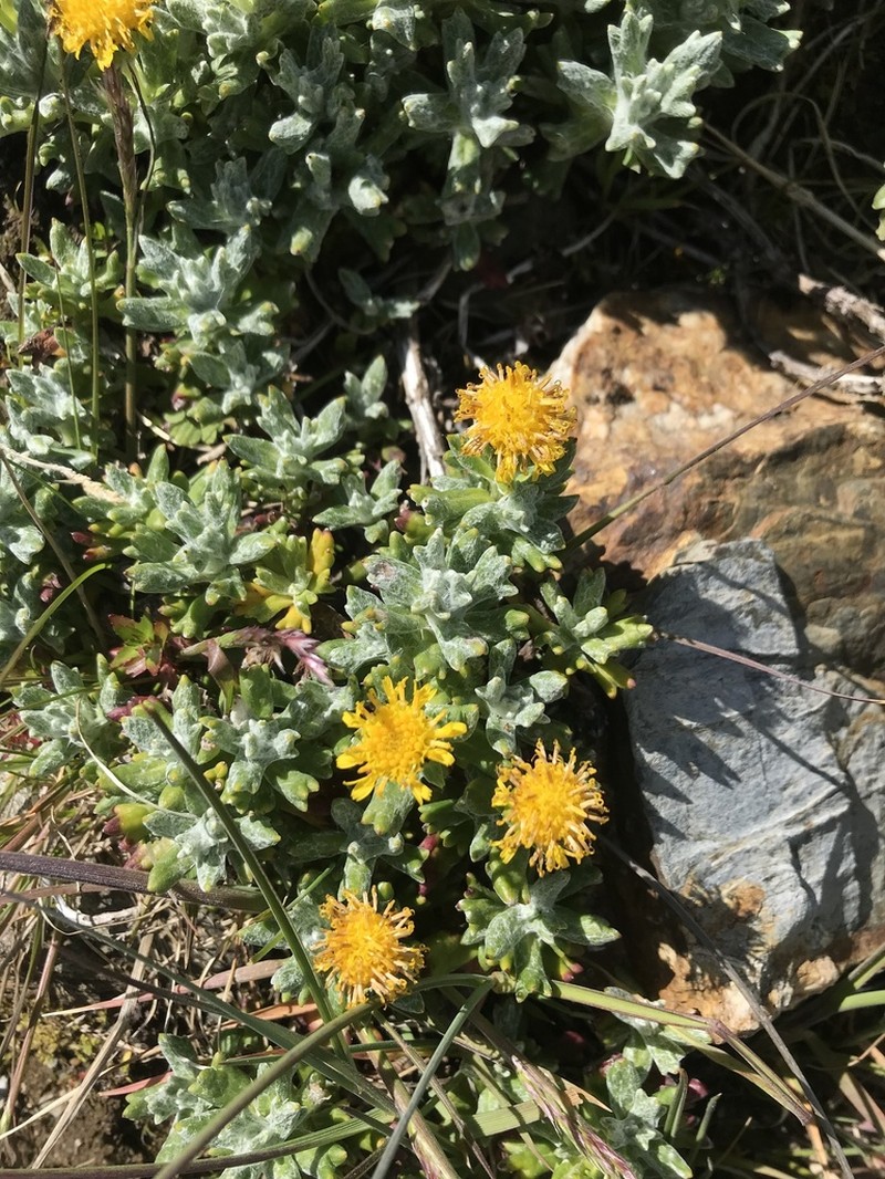 Senecio leucomallus photo 8