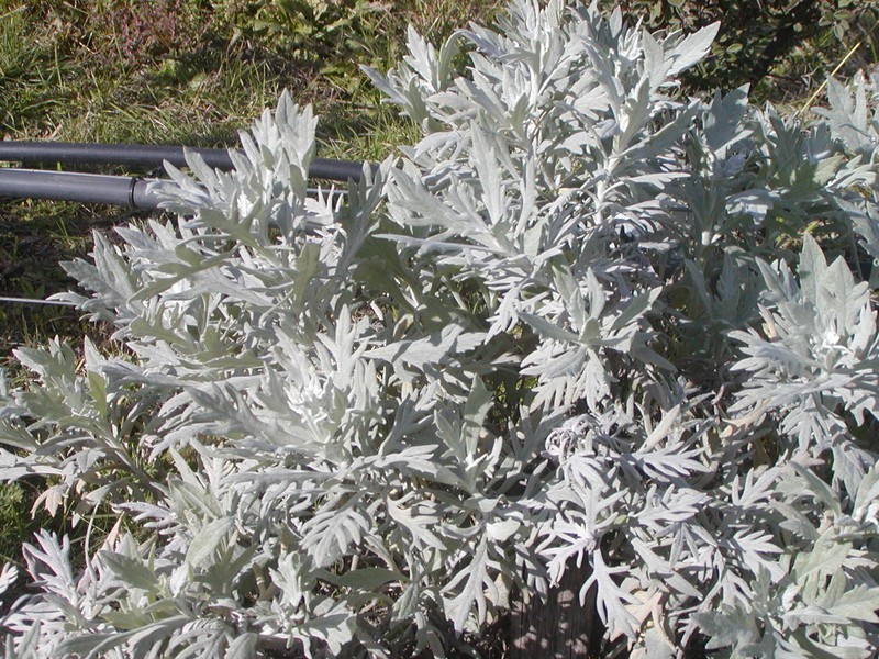 Senecio leucopeplus