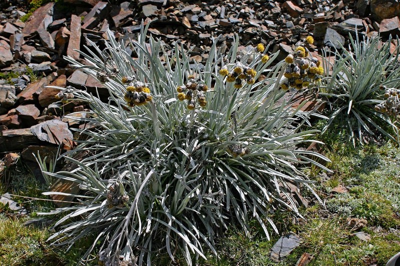 Senecio leucophorbius
