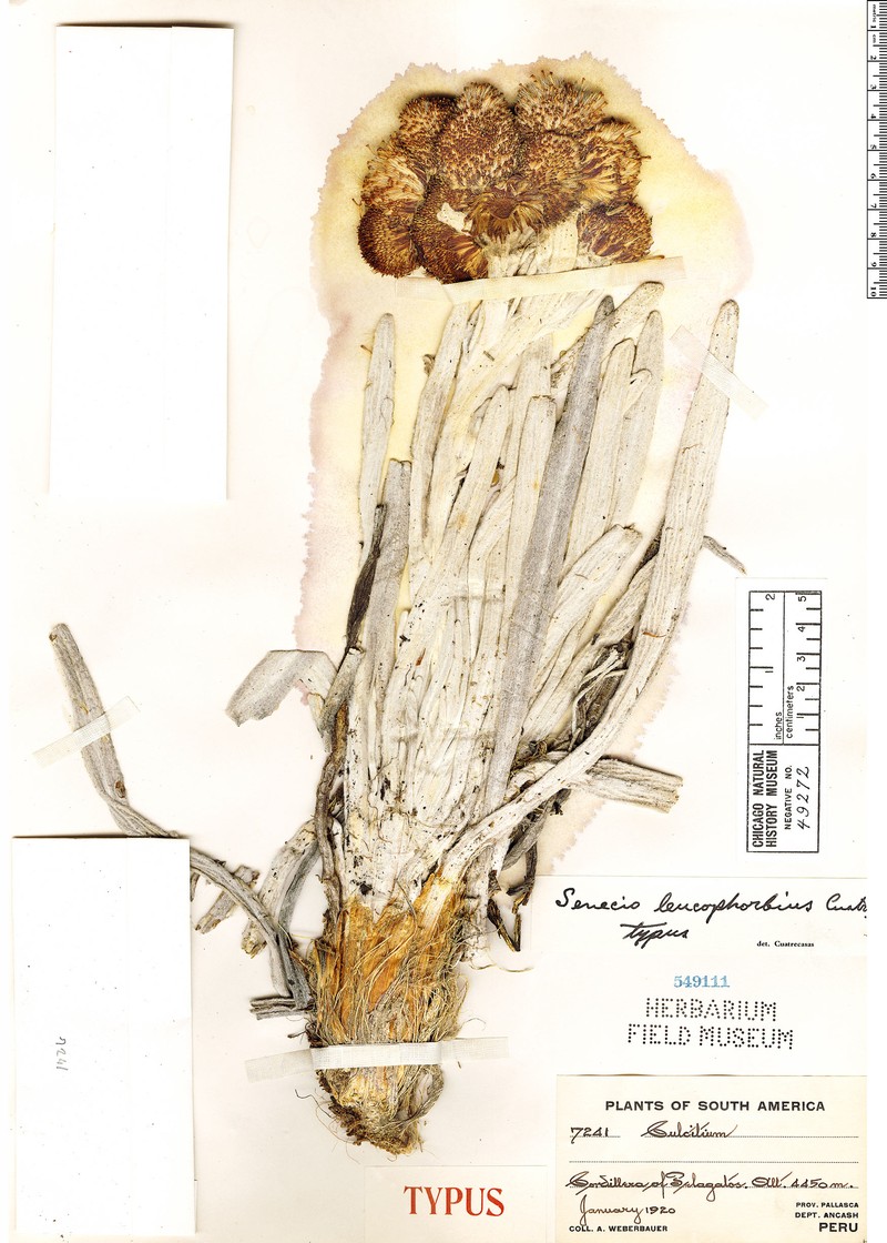 Senecio leucophorbius photo 3