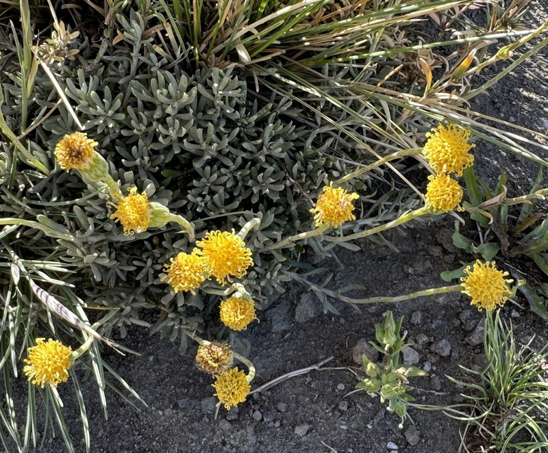 Senecio leucophyton