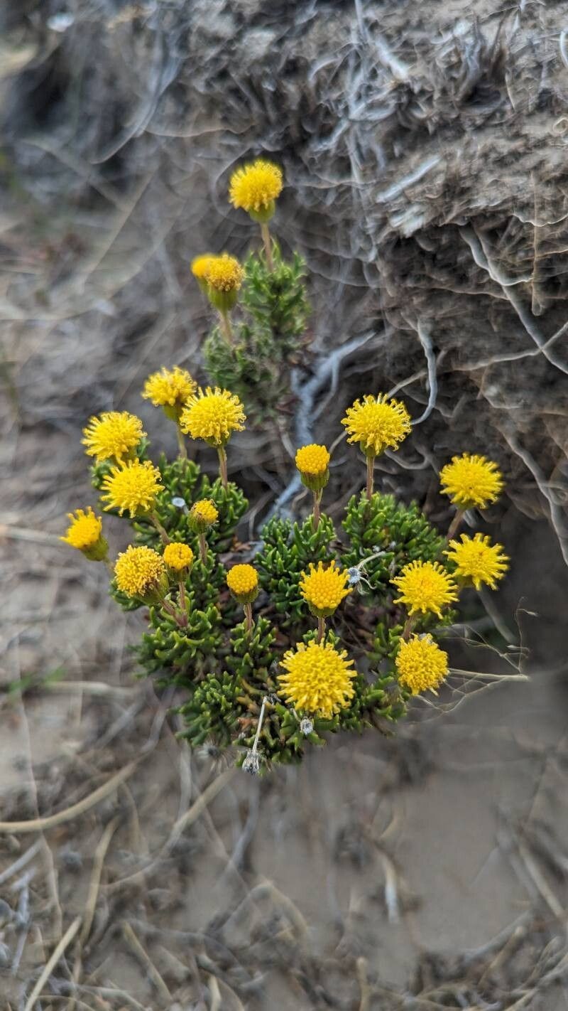 Senecio leucophyton photo 2