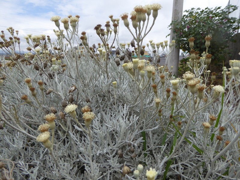 Senecio leucostachys photo 2