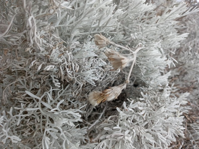 Senecio leucostachys photo 3
