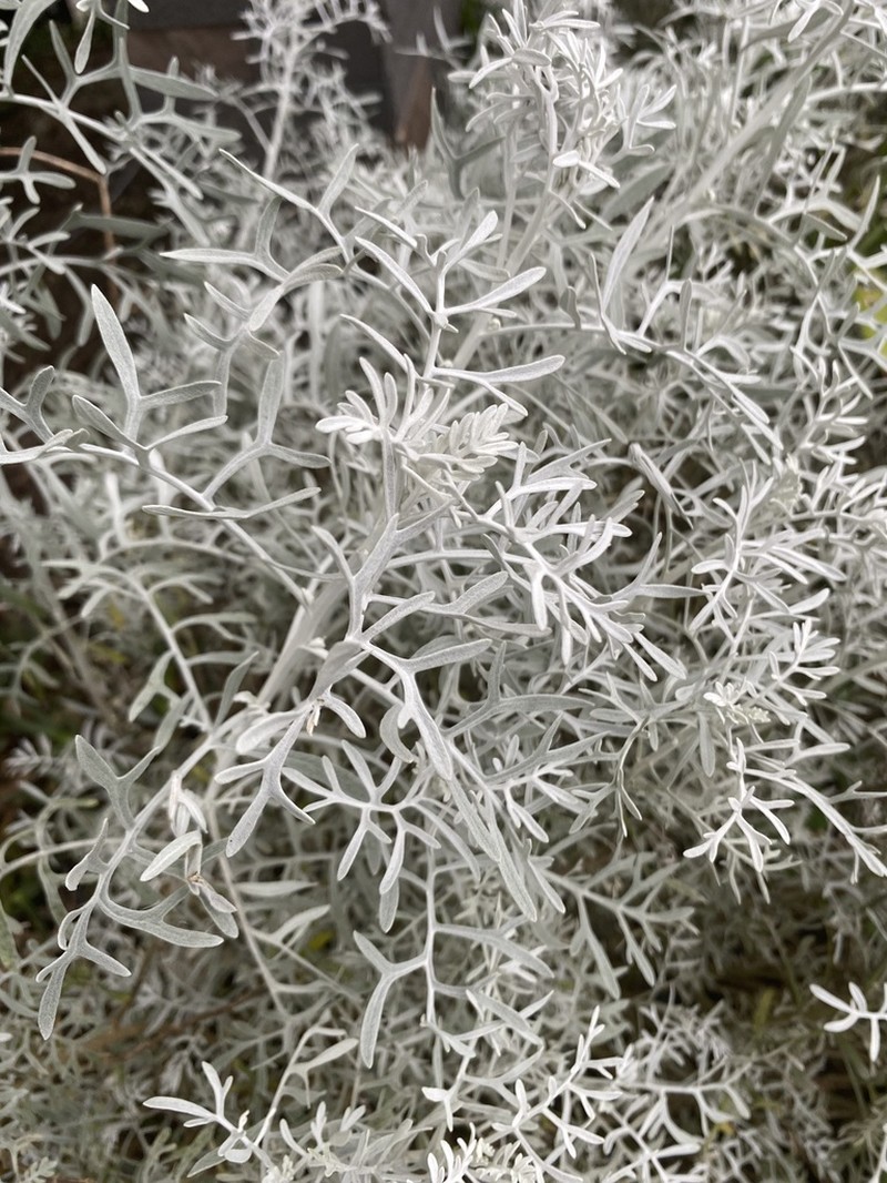 Senecio leucostachys photo 4