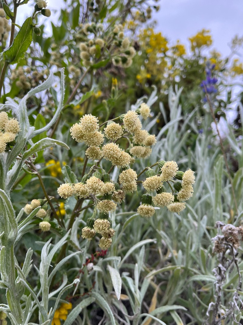 Senecio leucostachys photo 5