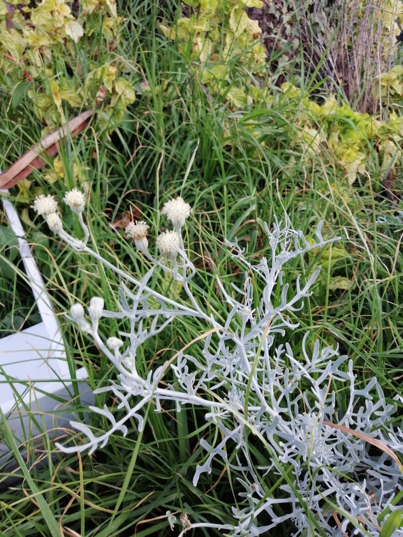 Senecio leucostachys photo 6