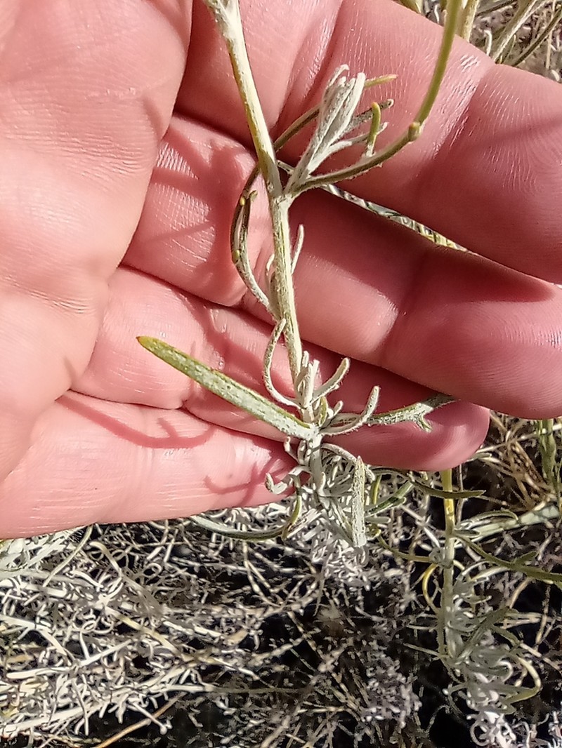 Senecio leucostachys photo 7