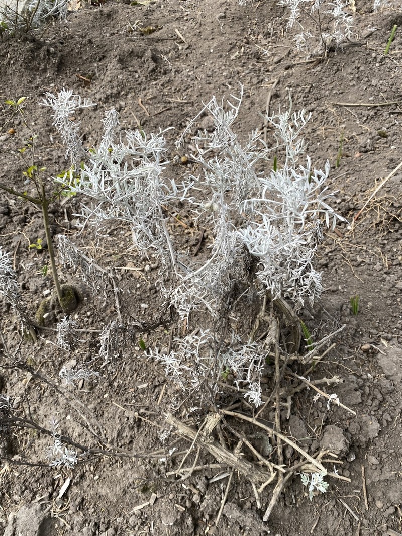 Senecio leucostachys photo 8