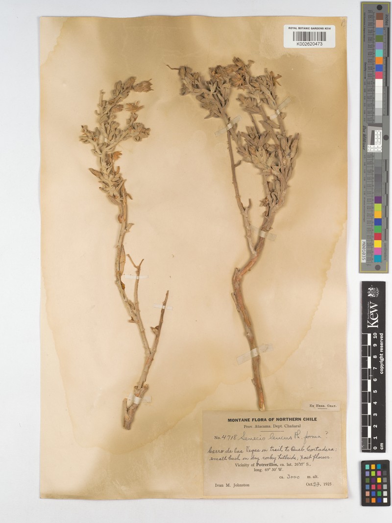 Senecio leucus