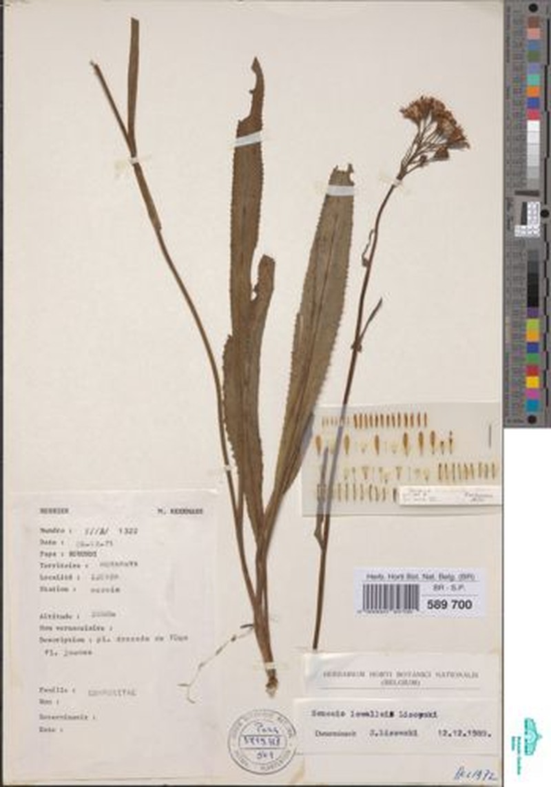 Senecio lewallei