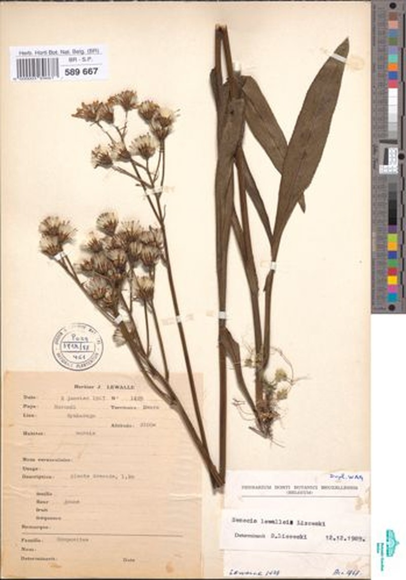 Senecio lewallei photo 3