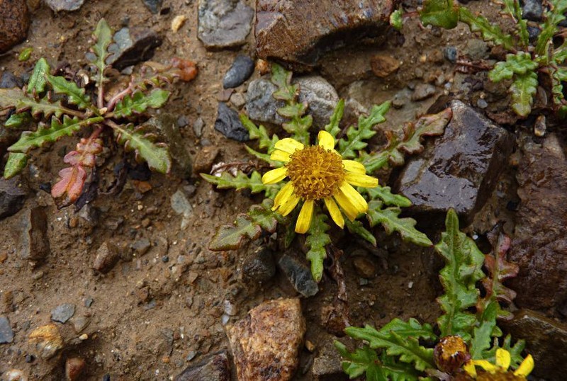 Senecio lhasaensis