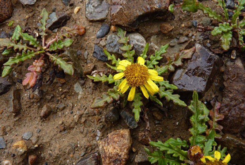 Senecio lhasaensis photo 2