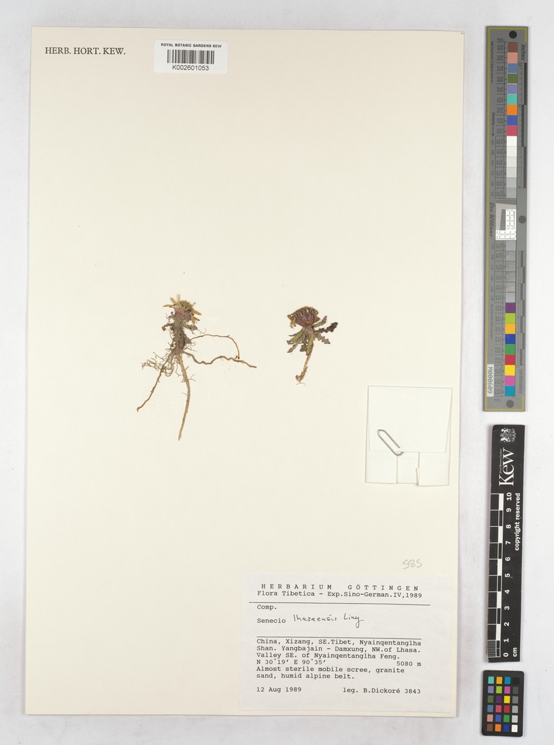 Senecio lhasaensis photo 3