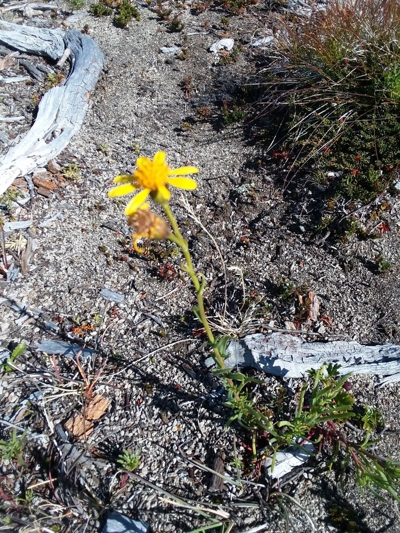 Senecio linariifolius photo 2