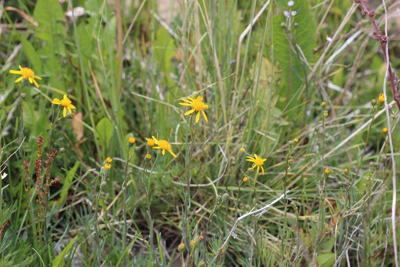 Senecio linariifolius photo 3