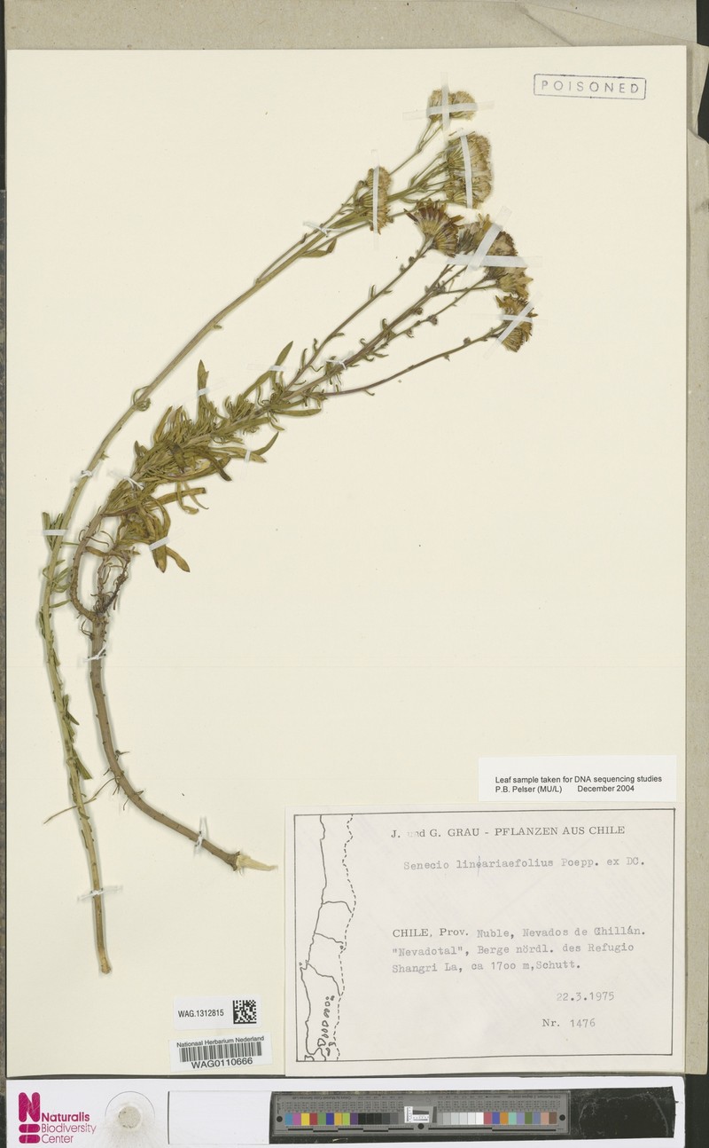 Senecio linariifolius photo 4