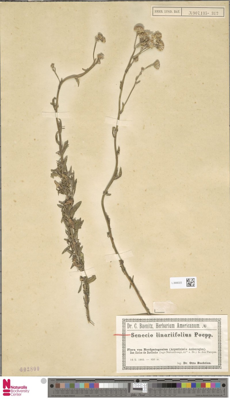 Senecio linariifolius photo 5