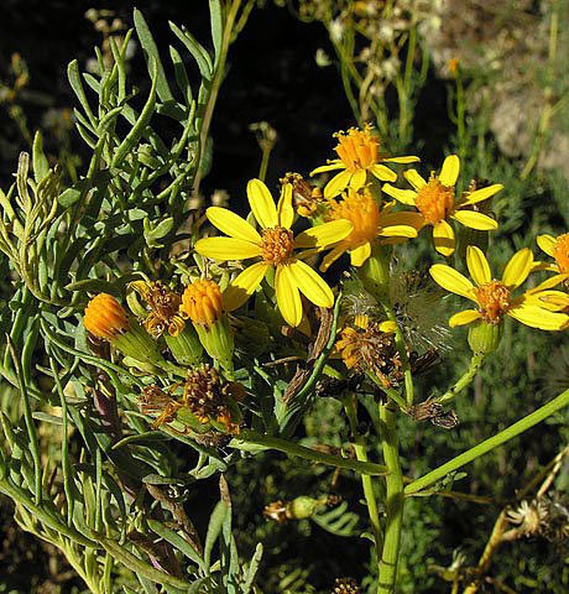 Senecio linariifolius