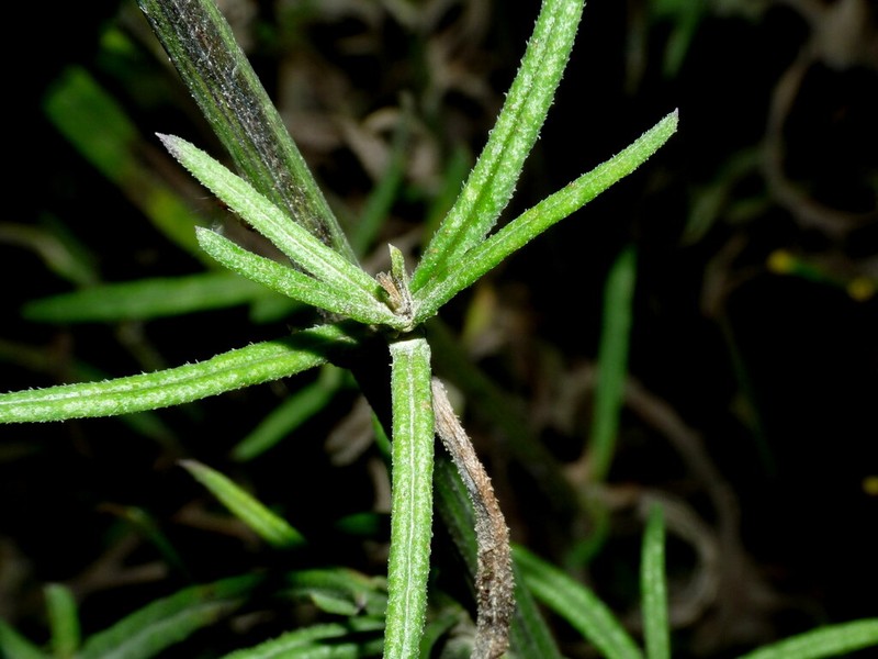 Fireweed Groundsel photo 3