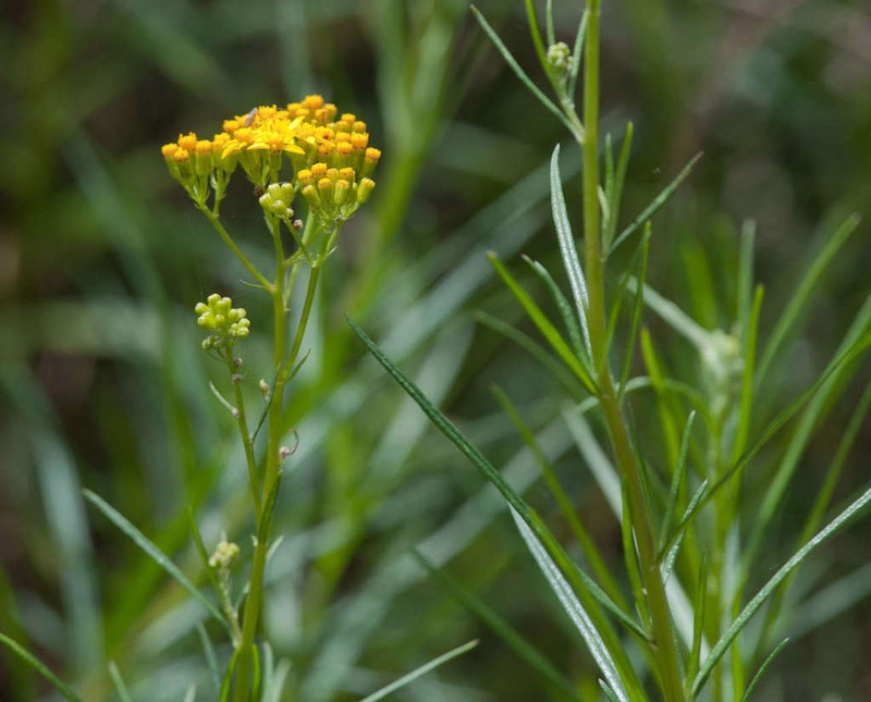 Fireweed Groundsel photo 4
