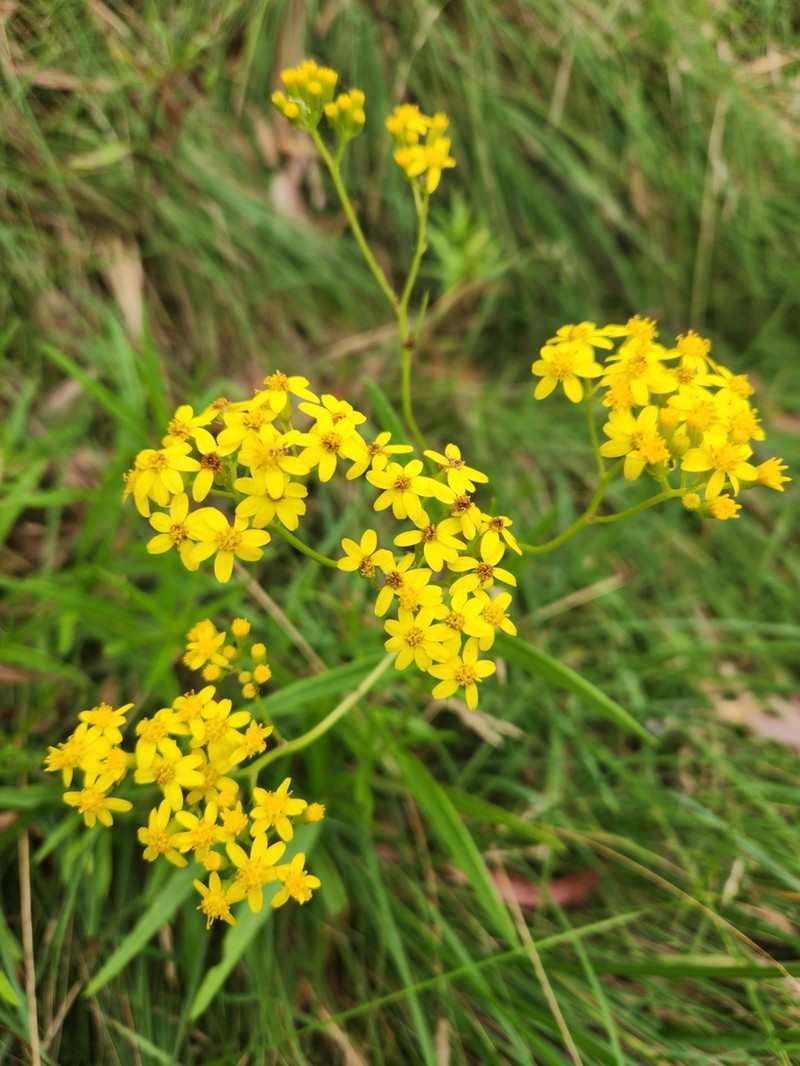 Fireweed Groundsel photo 5