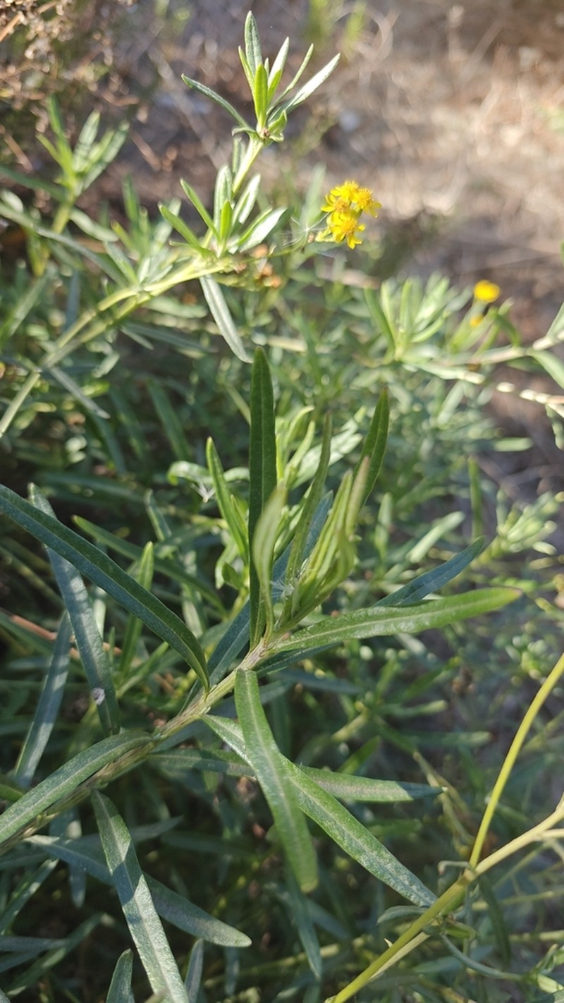 Fireweed Groundsel photo 6