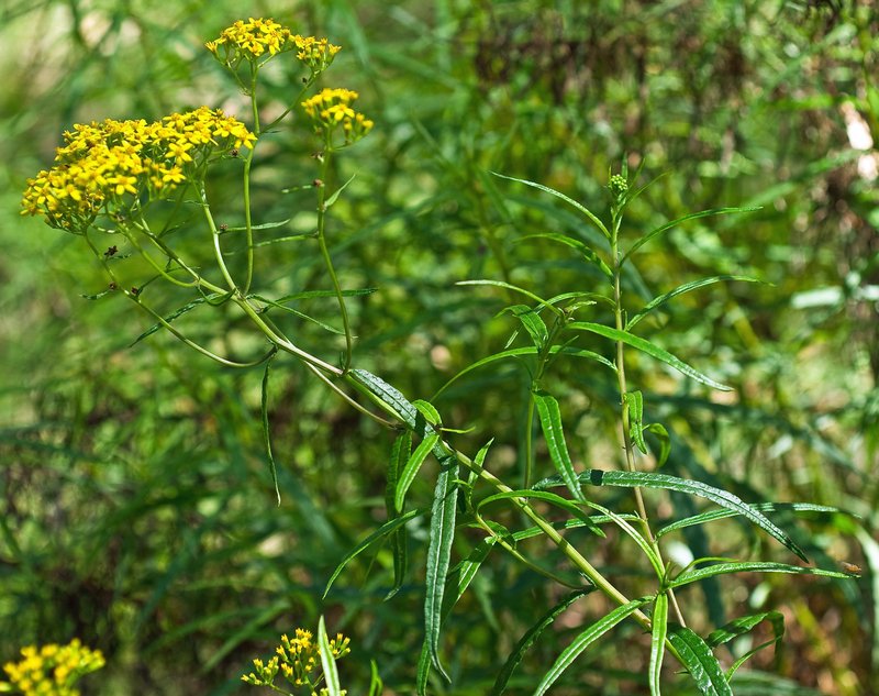 Fireweed Groundsel photo 4