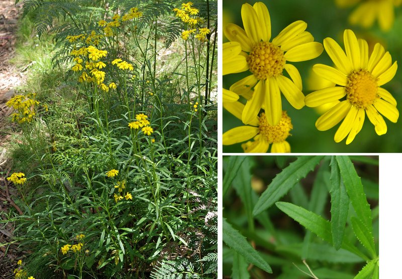 Fireweed Groundsel photo 5