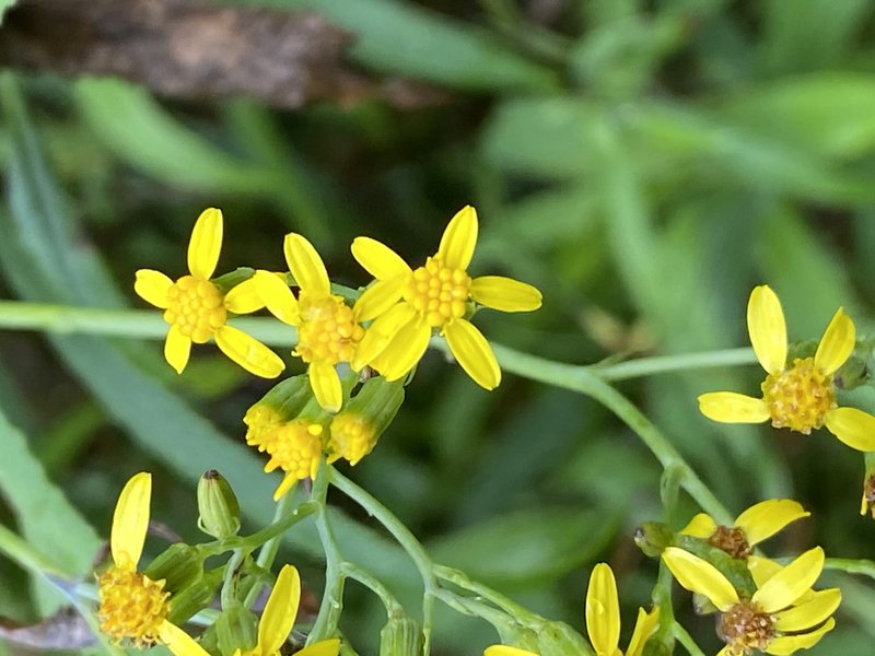 Fireweed Groundsel photo 6