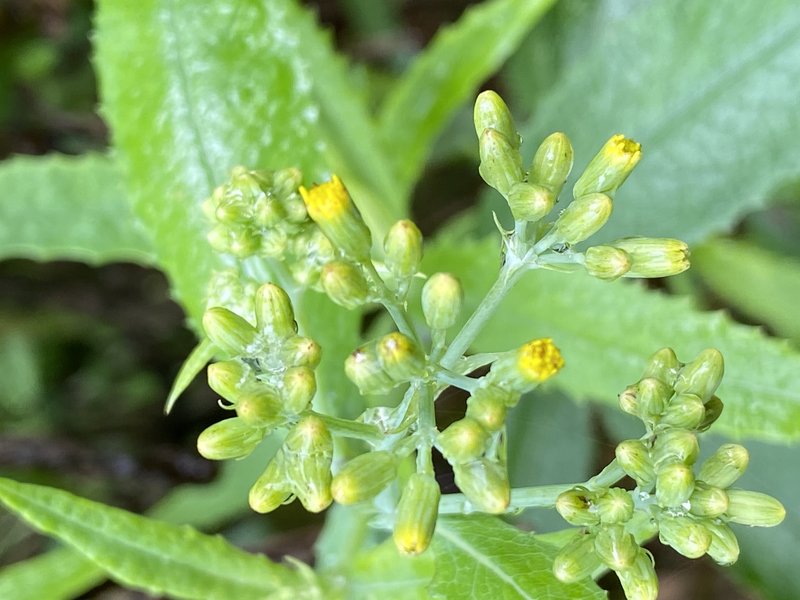 Fireweed Groundsel photo 7