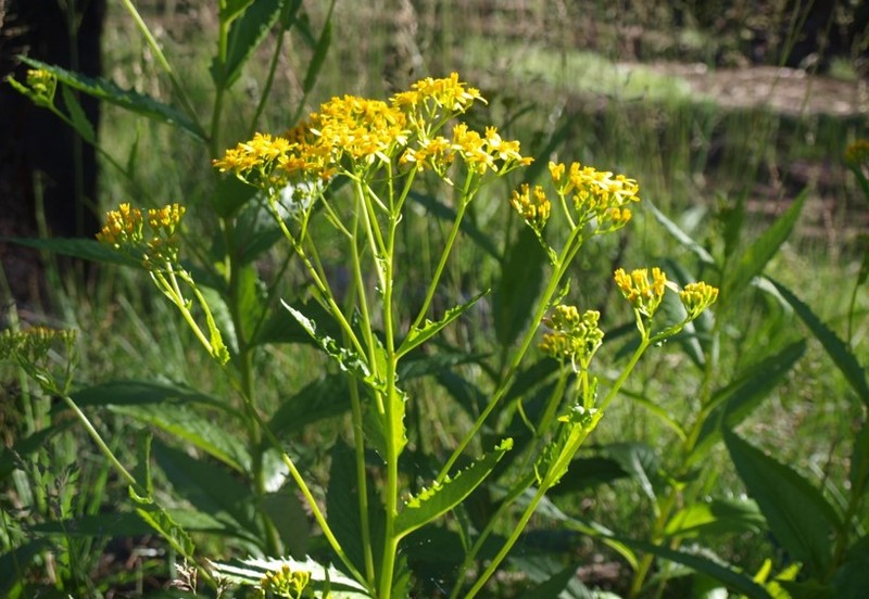 Fireweed Groundsel photo 2