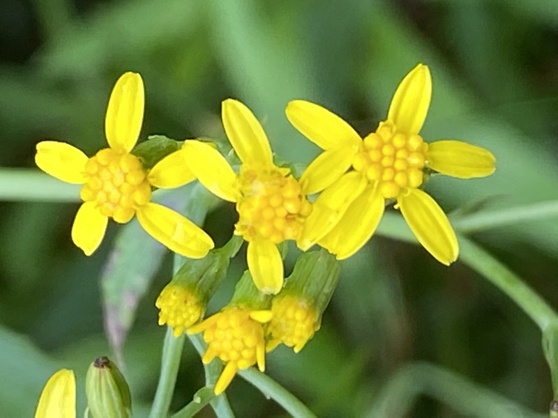 Fireweed Groundsel