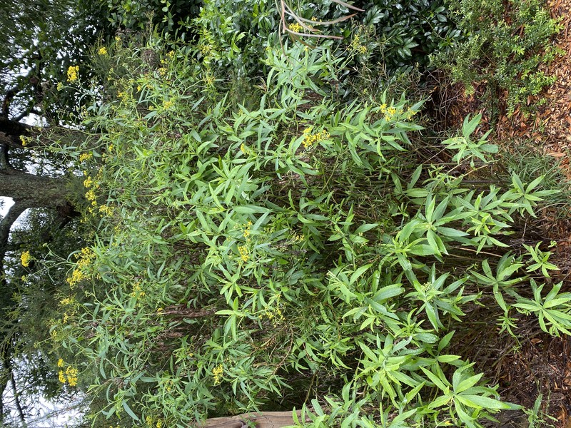 Fireweed Groundsel photo 3