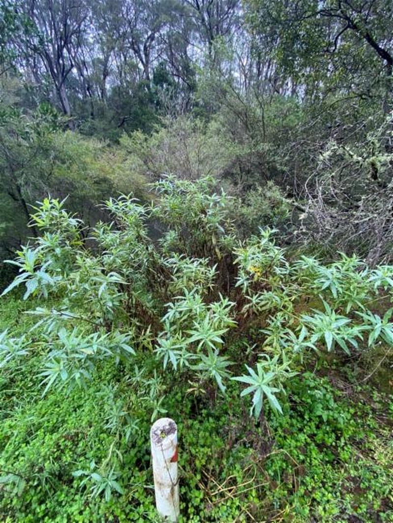 Senecio linearifolius var. arachnoideus