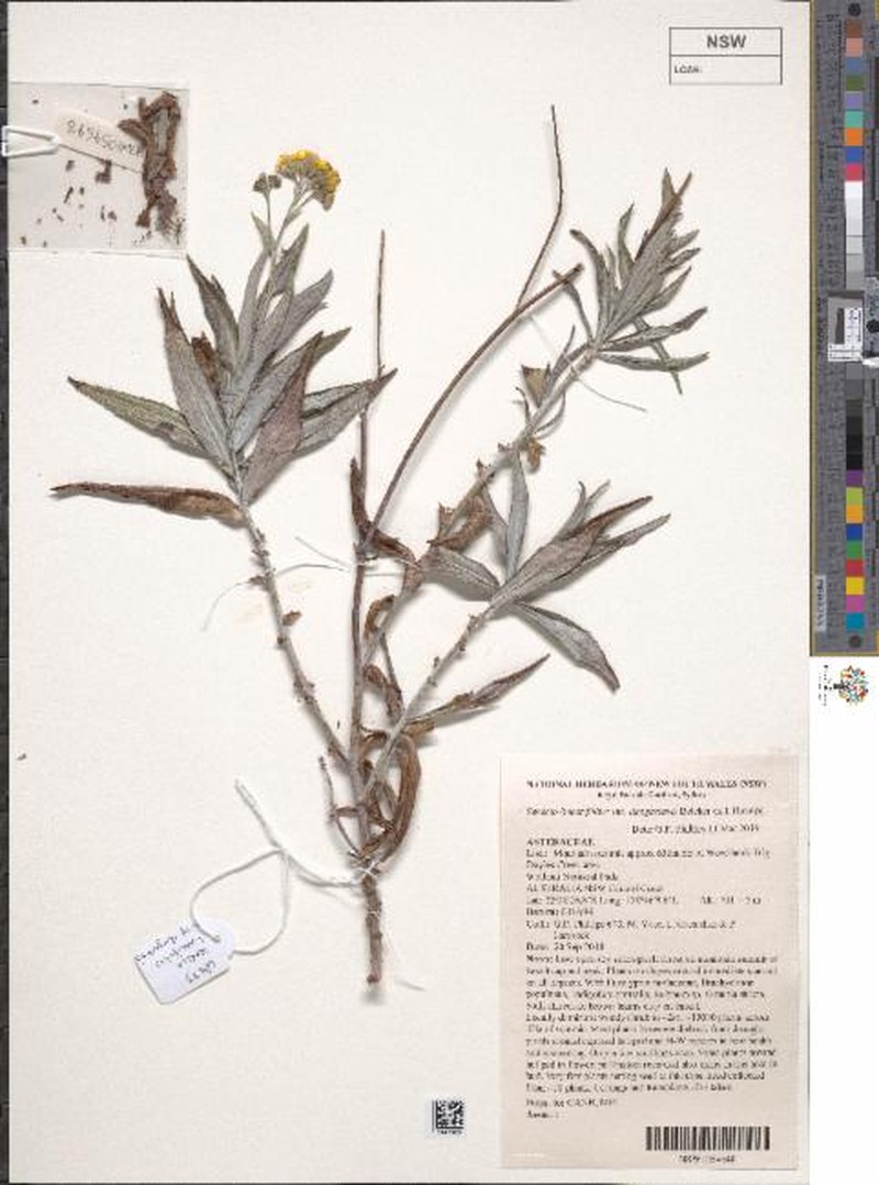 Senecio linearifolius var. dangarensis photo 2