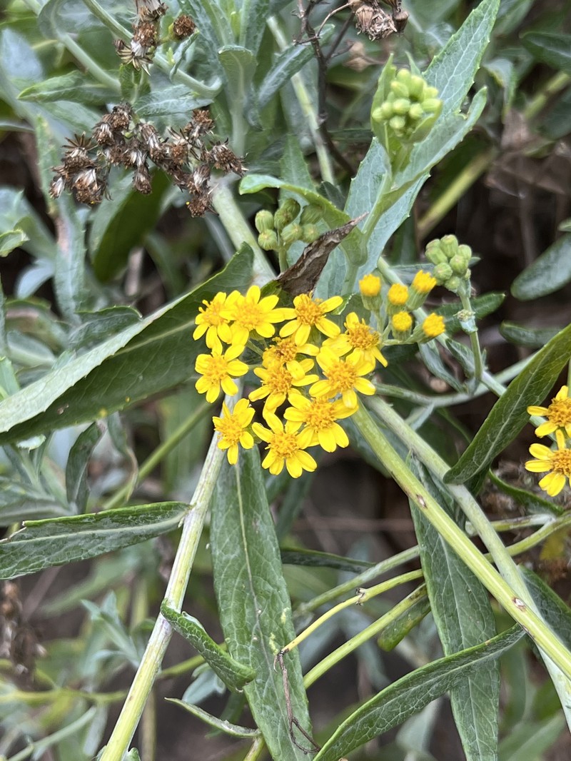 Senecio linearifolius var. dangarensis