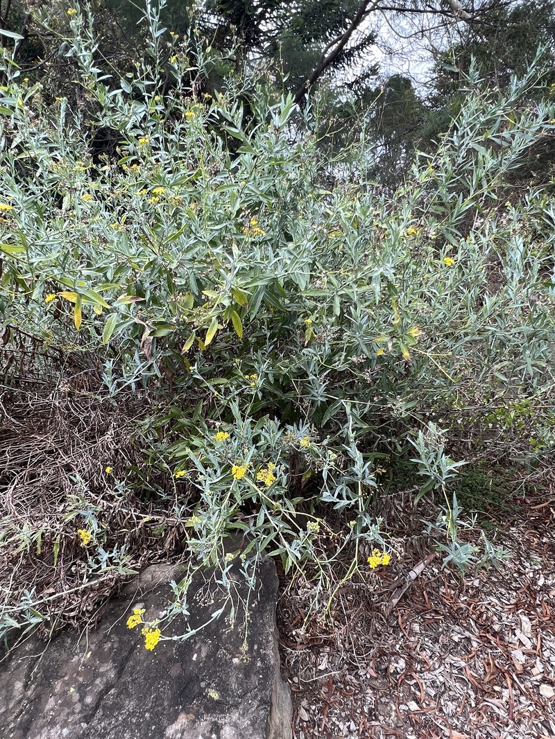 Senecio linearifolius var. dangarensis photo 3