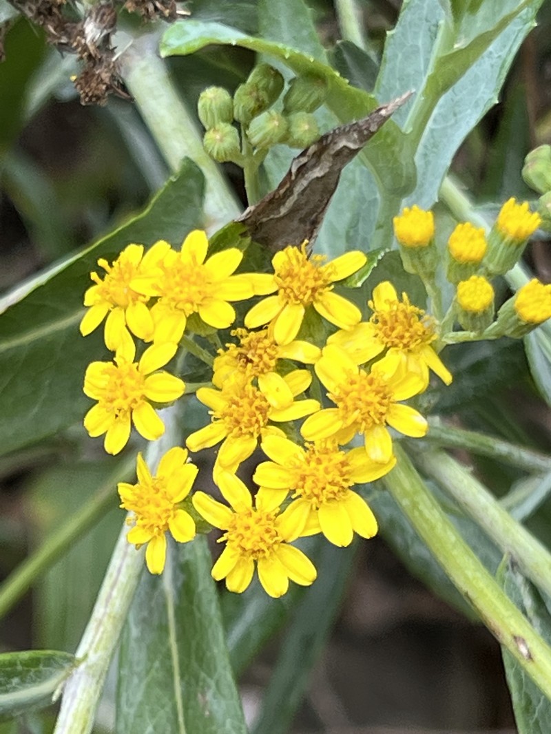 Senecio linearifolius var. dangarensis photo 4