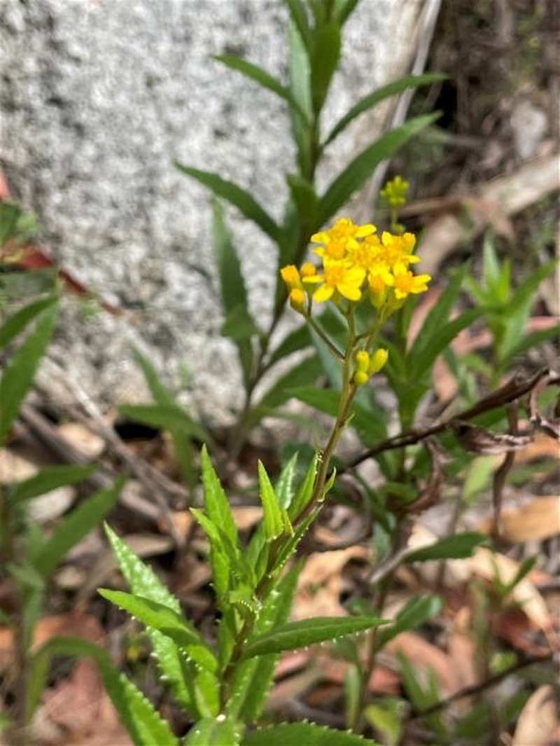 Senecio linearifolius var. denticulatus